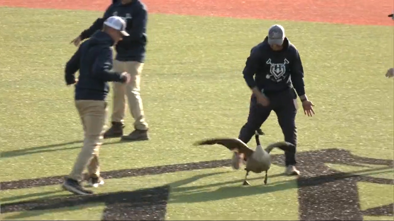 The goose is loose, and refuses to leave the field - Stream the Video