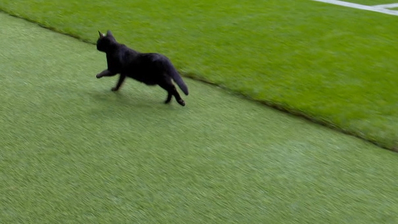 Black cat scurries on the pitch at Atletico Madrid