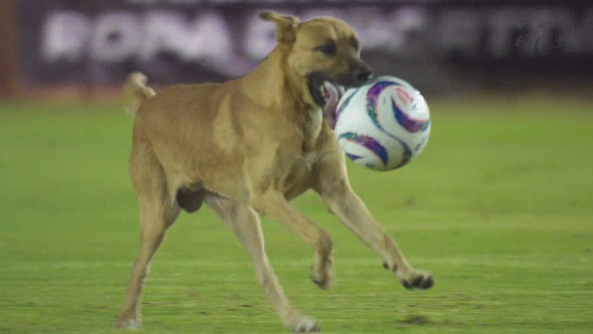 Canine pitch invader steals hearts, soccer balls in Mexico's 2nd division