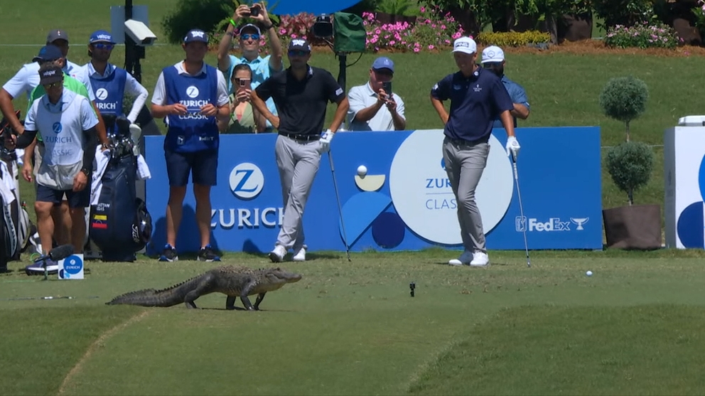 Alligator crossing holds up play on Hole 17 at the Zurich