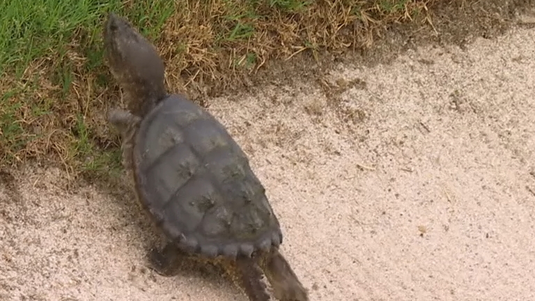 This turtle shows resilience to climb out of the bunker
