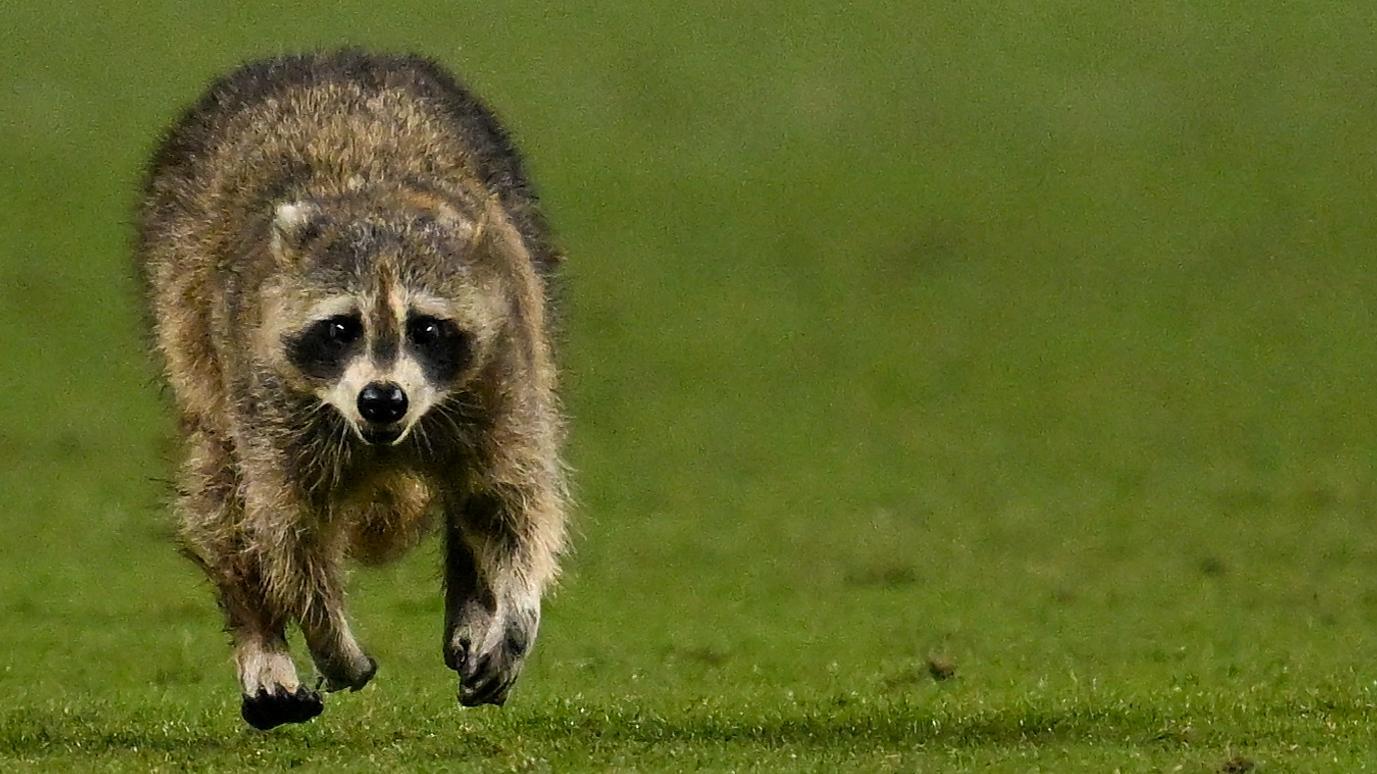 Raccoon invades the field during Union vs. NYCFC