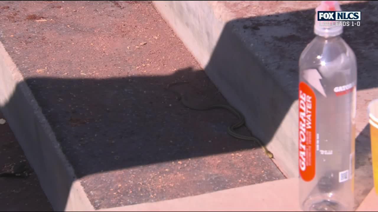 Brent Honeywell finds a snake in the Dodgers' dugout