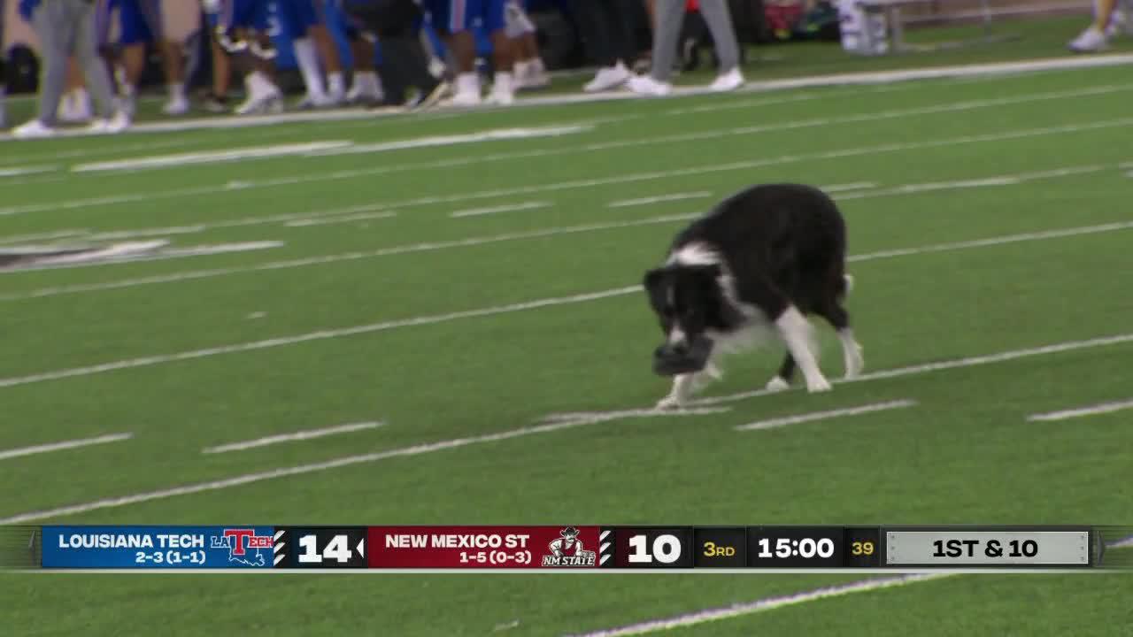 A helping paw! Dog retrieves kicking tee from the field