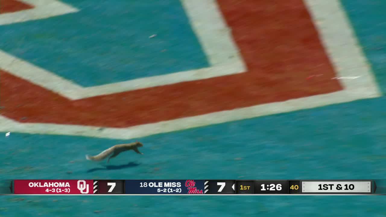 A squirrel scores a TD in the Oklahoma-Ole Miss game