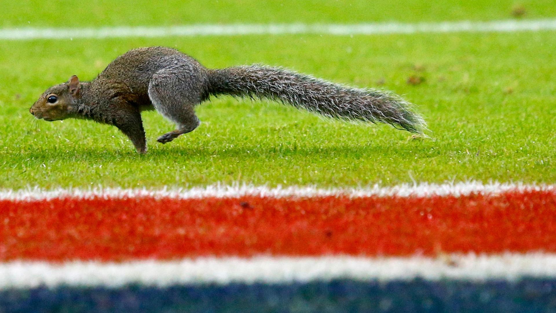 Squirrel runs onto field, torments Georgia sideline