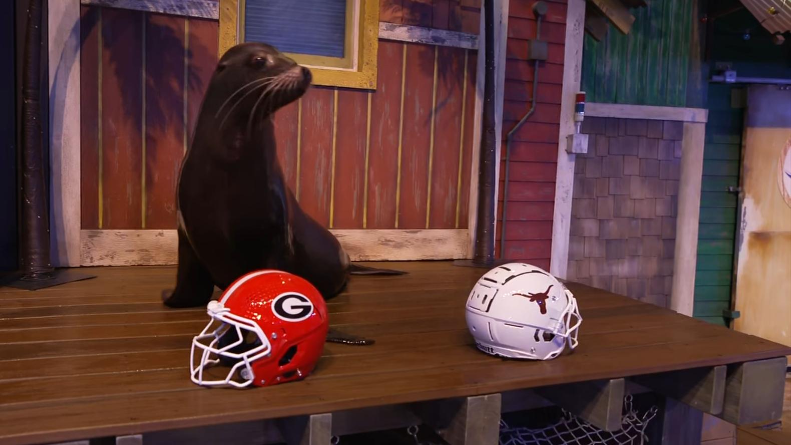 Jupiter the Sea Lion makes his Georgia-Texas SEC championship pick