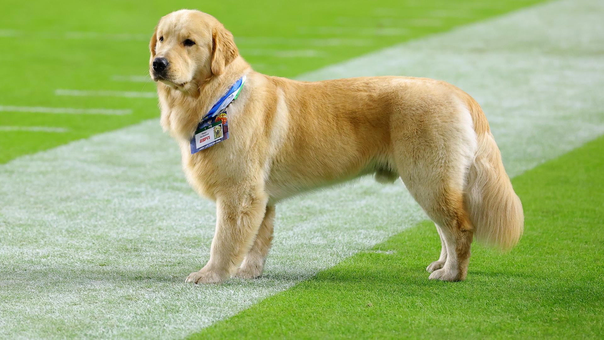 Peter Herbstreit enjoys the Orange Bowl from the sideline