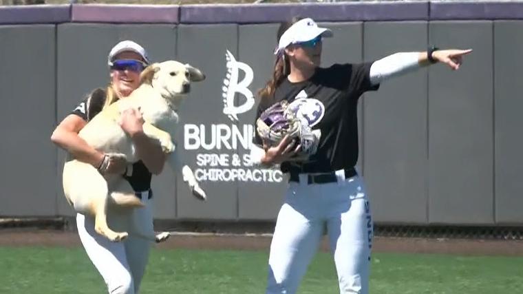 Dog takes bark at the park to a whole new level