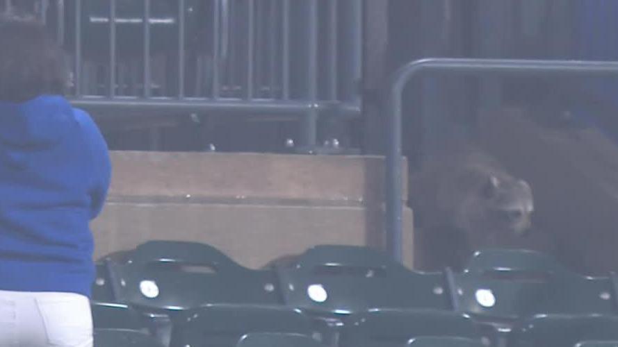 A raccoon infiltrates Citi Field in the 7th inning