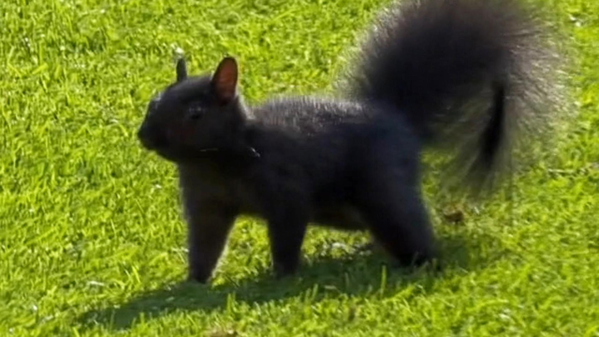 Squirrel prances around field at Comerica Park