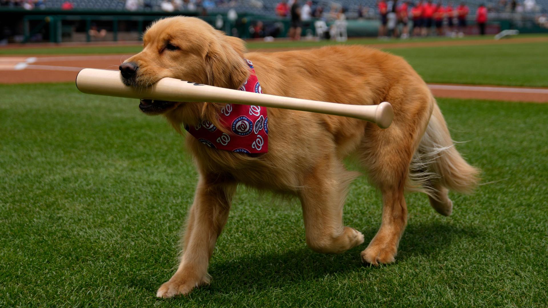 Bruce the Bat Dog makes his major league debut