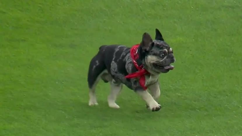 Adorable dog steals the show at Reds game