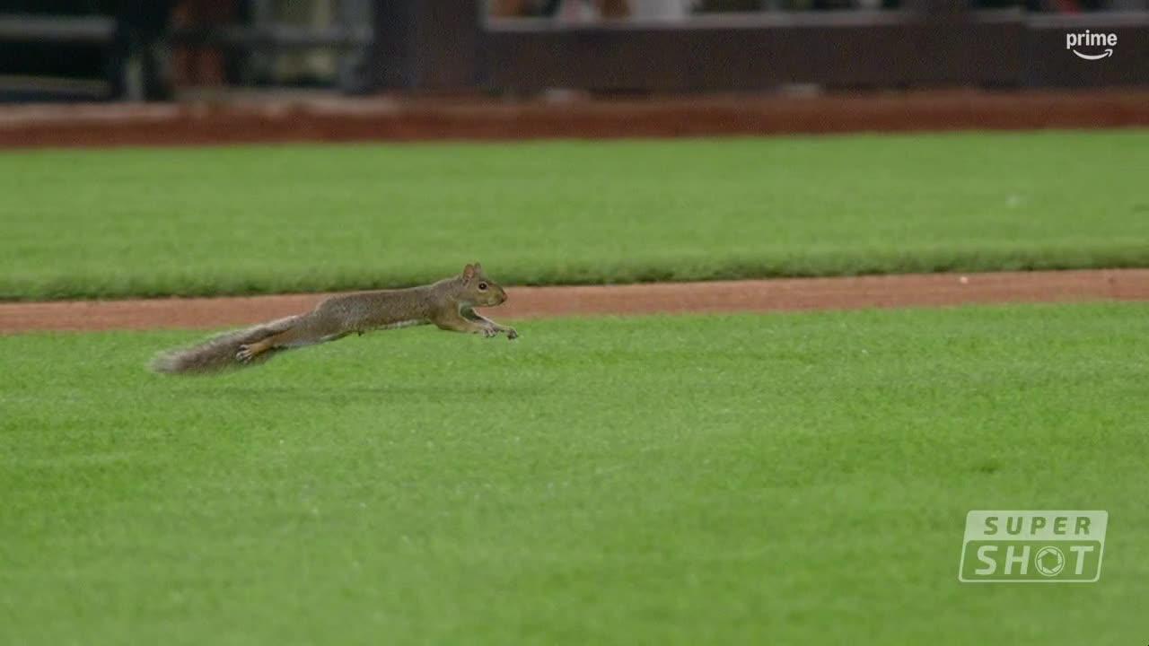 Squirrel steals the show at Yankee Stadium