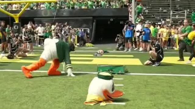 Oregon Duck loses his head and scampers off